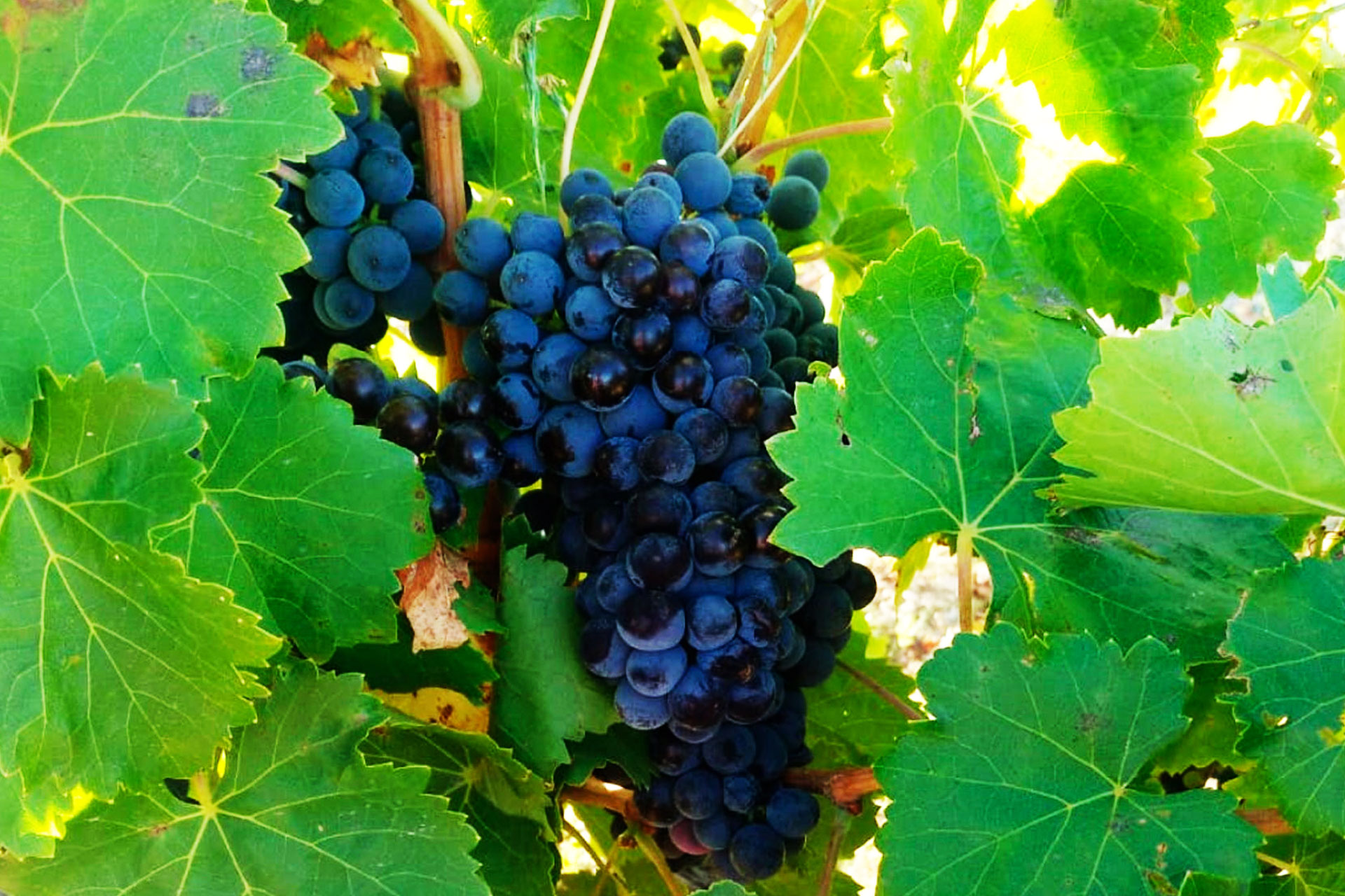 Vinos Castejón